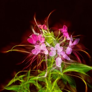 Cleome - art